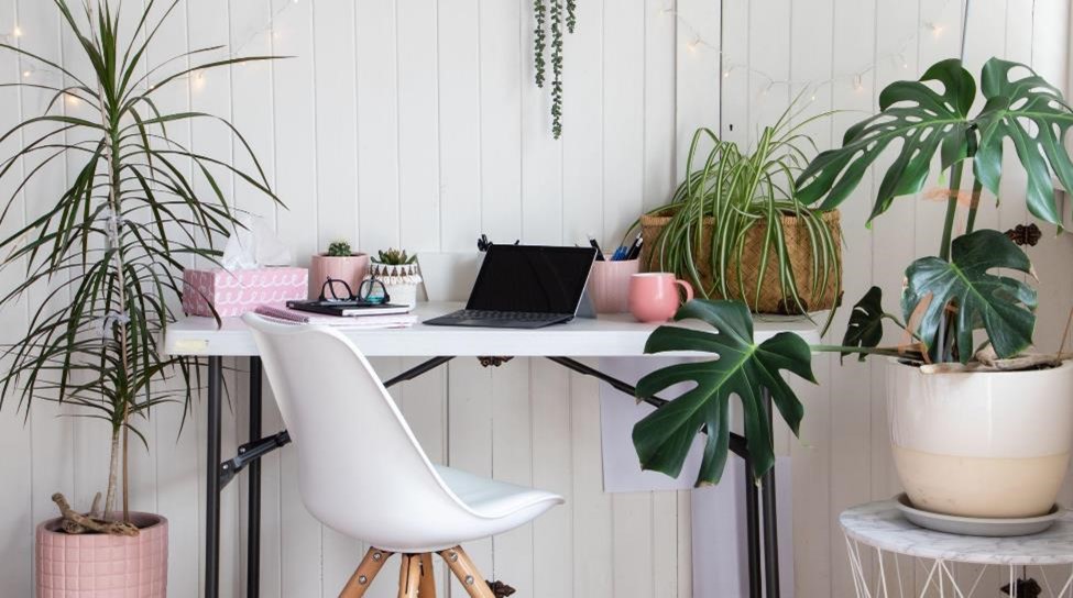 Desk and chair among plants